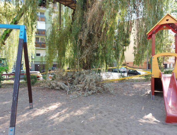 Az Árpád utcánál a játszótérre ráhajló ágakat vágta le a NYÍRVV