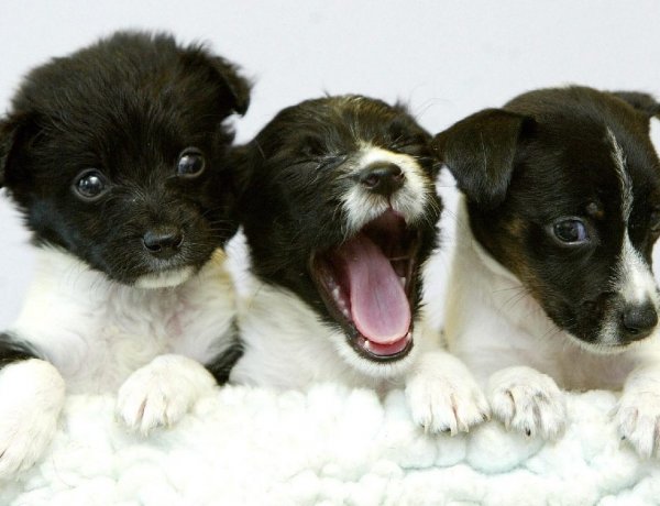 Nébih: A kisállatok utaztatásához kötelező az útlevél