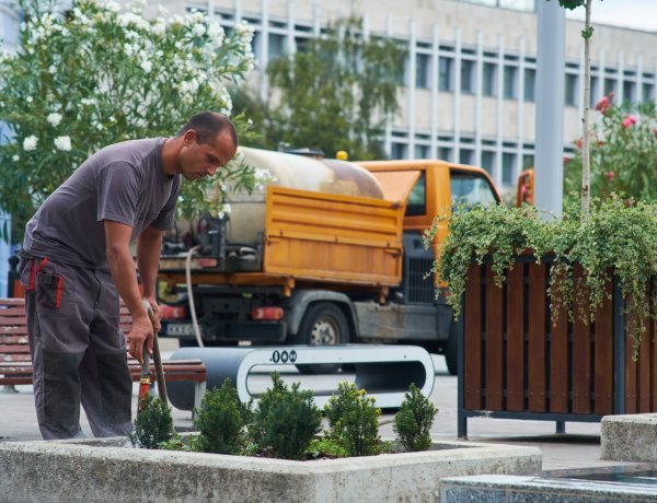 Folyamatos a locsolás és újabb öntözőzsákokat is használ a NYÍRVV a növények érdekében