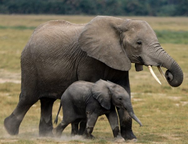 Intelligensek, kiváló a memóriájuk és családcentrikusak – Ma van az elefántok világnapja