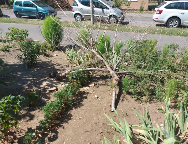 A NYÍRVV megkezdte a száraz fák kivágását a Stadion utcán