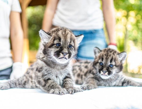 Puma ikrek születtek a Nyíregyházi Állatparkban