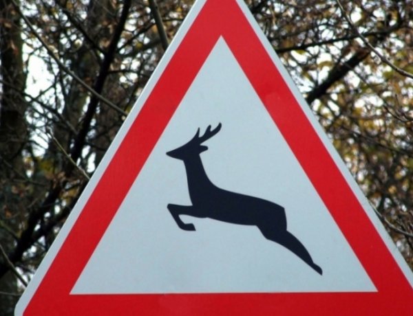 Gyulatanya közelében vadgázolás történt