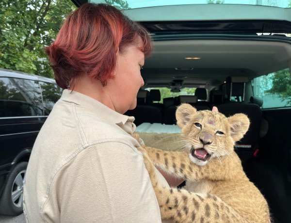 Újabb mentett állat érkezett a háború sújtotta Ukrajnából a Nyíregyházi Állatparkba