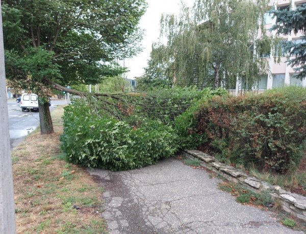 Korhadt faág eltávolításán dolgoztak a NYÍRVV munkatársai a Széna téren