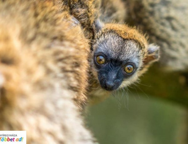Programkavalkád hétvégén – 25 éves az állatpark, nyitva a fürdők és futófesztivál is lesz
