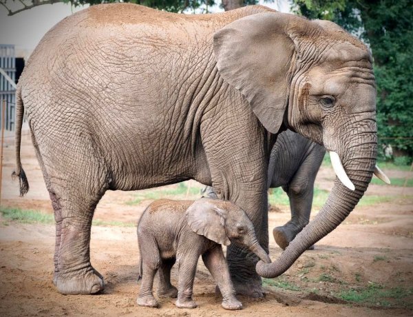 Videón a Nyíregyházi Állatpark legifjabb lakója, afrikai elefántborjú született