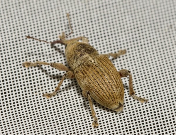 Új bogárfajt fedeztek fel hazánkban