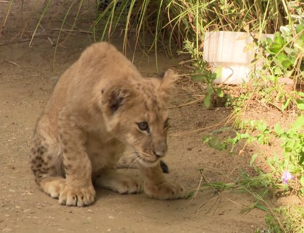 Jól fejlődik a háború sújtotta Ukrajnából mentett, és a Nyíregyházi Állatpark gondozásába került kis oroszlán, Mázli