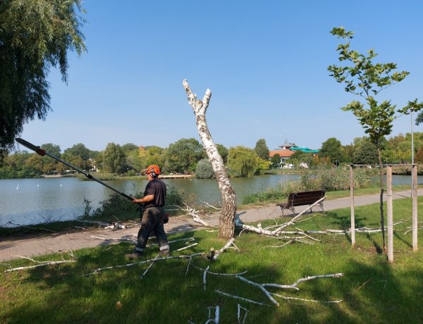 Sóstógyógyfürdő belterületén balesetveszélyes, száraz fákat vágtak ki