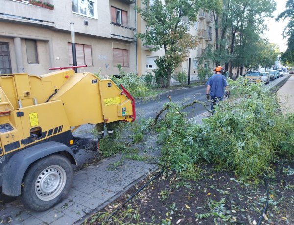 Lehasadt faág elszállításáról gondoskodott a NYÍRVV