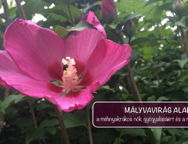 Lilába borul a világ – Nőgyógyászati Onkológiai Világnap szeptember 20-án