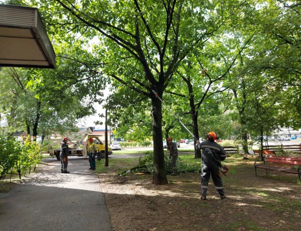 Favágási, -ápolási munkálatokat végeztek a Korányi Frigyes utcán, a járdán