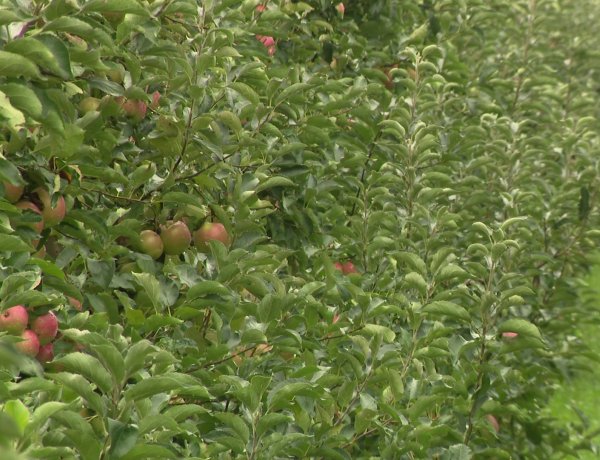 Kevesebb lesz az alma – A szélsőséges időjárás és az energiaköltségek miatt drága lesz a gyümölcs