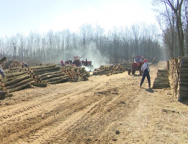 Már lehet jelentkezni – Elindul a hatósági áras tűzifaprogram.