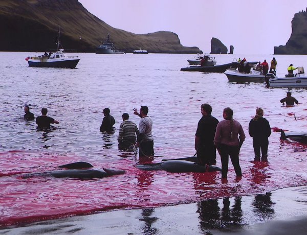 Cethalvadászat fotókon – Nem mindennapi kiállítás és előadássorozat kezdődik szeptember 26-án