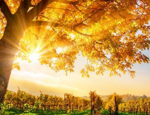 Újra ránk köszönnek az őszi nap napsugarai, érdemes lesz kiélvezni