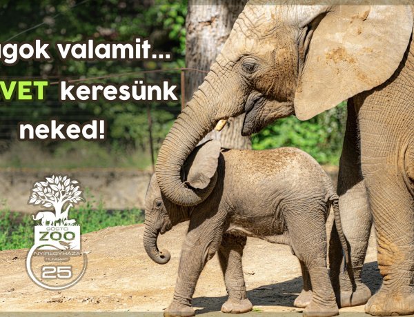Keresztszülőt keres a Nyíregyházi Állatpark – Adj nevet az afrikai kiselefántnak! 