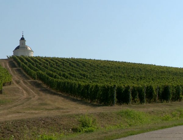 Mustgáz – Veszélyes is lehet a szüreti időszak