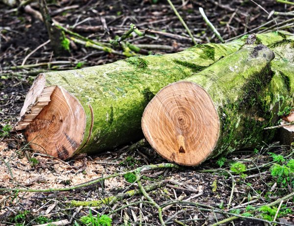 Fakitermelési munkák a Sóstói-erdőben