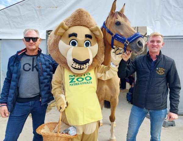 A Nemzeti Vágtán kelt életre a Nyíregyházi Állatpark oroszlánja