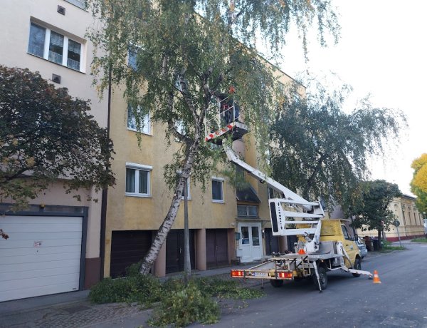 Balesetveszélyes fát vágott a NYÍRVV a Báthory utcában szerdán