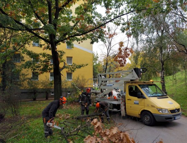 A Május 1. téren a járdára hajló faágakat vágták le a NYÍRVV munkatársai