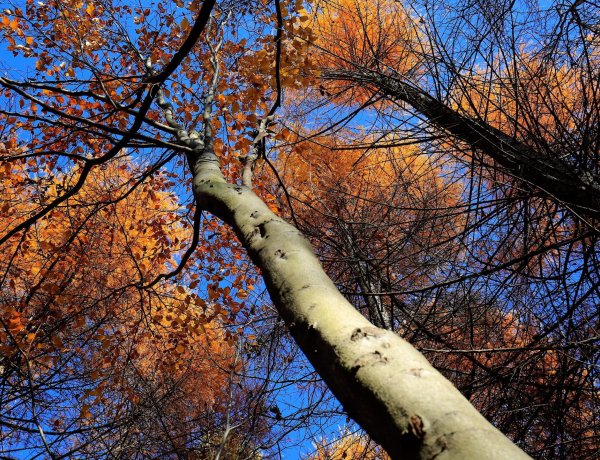 Klasszikus őszi napunk lesz, mutatjuk a csúcshőmérsékletet