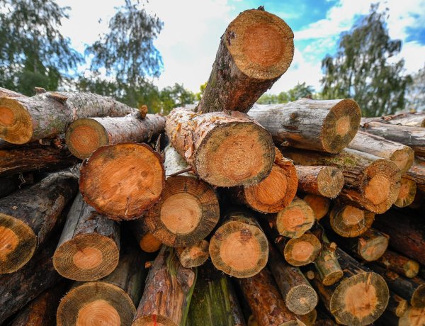 Agrárminisztérium: Növelték a termelési kapacitásaikat az állami erdőgazdaságok