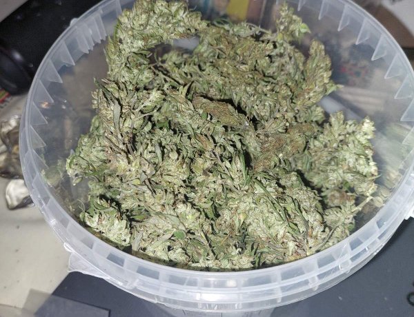 Saját termesztésű kábítószert fogyasztottak