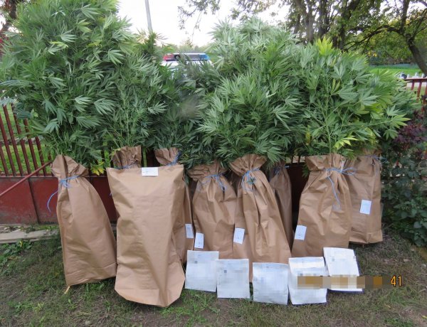 11 tő cannabist foglaltak le a fehérgyarmati nyomozók