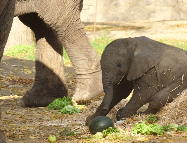 Kibo, az elefánt – Fontos érzelmi kötelék miatt is választották ezt a nevet a gondozók
