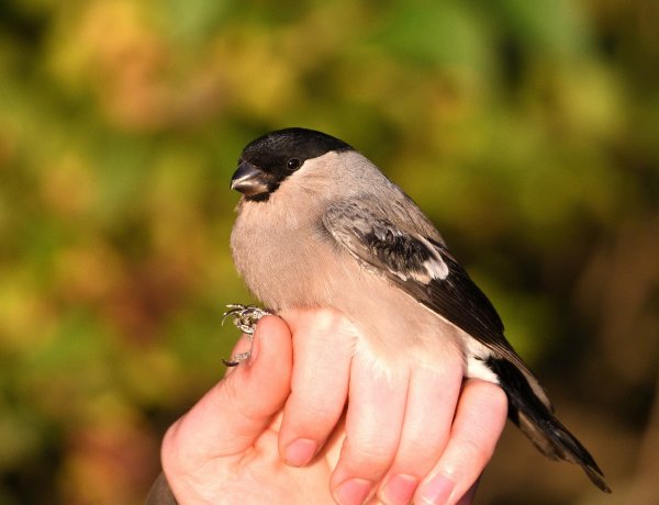 Őszi együttlét madarakkal a Szelkó-tónál
