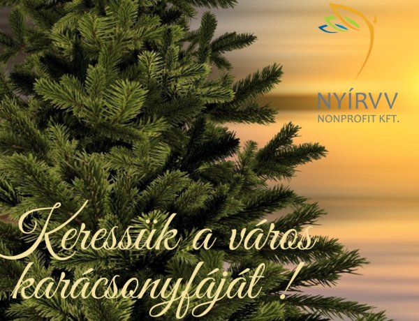 Keressük a város karácsonyfáját!