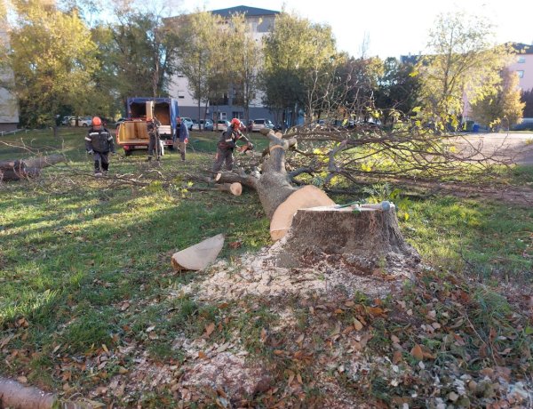 Kivágtak két balesetveszélyes és beteg fát a Semmelweis utcán