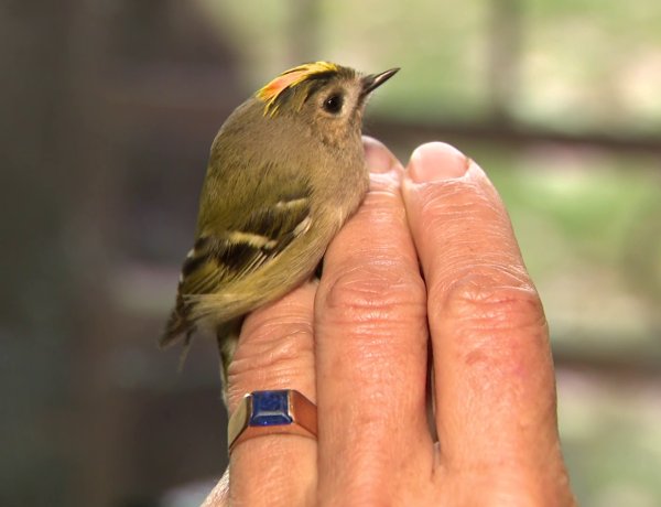 Madárgyűrűzés a Szelkó-tónál – Családi napot szervezett az E-misszió Egyesület