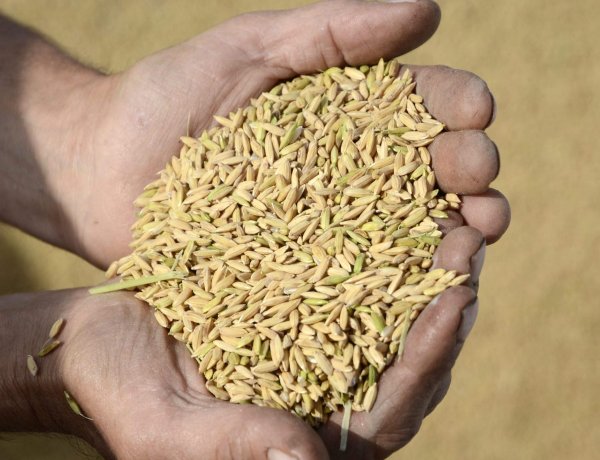 Nemzeti konzultáció: a szankciók és hatásaik – az élelmiszerárak emelkedése