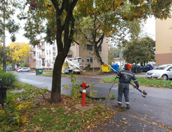 Favágási és ápolási munkálatokat végeztek az Árpád utcánál