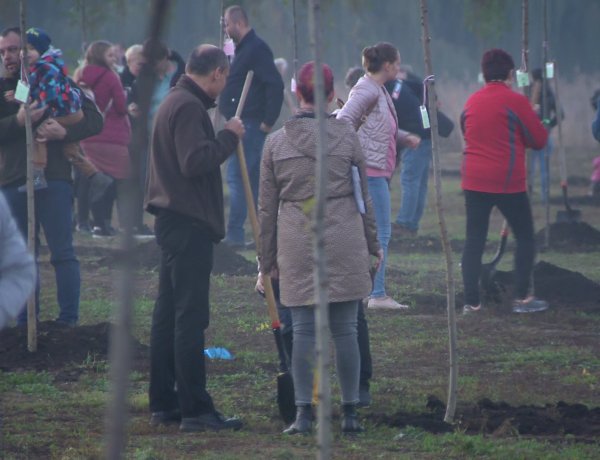 Újéletfa-pályázat – 135 facsemetét ültettek el a kertvárosi ligetben