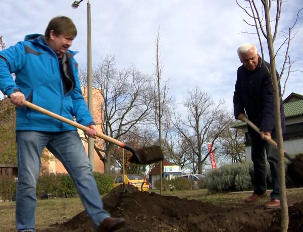 Polgármesteri fásítási program – 10 előnevelt hársfát ültettek el az Electrolux sétányon
