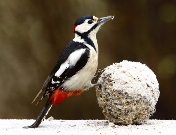 Kezdődik a 133. országos énekesmadár-etetési szezon