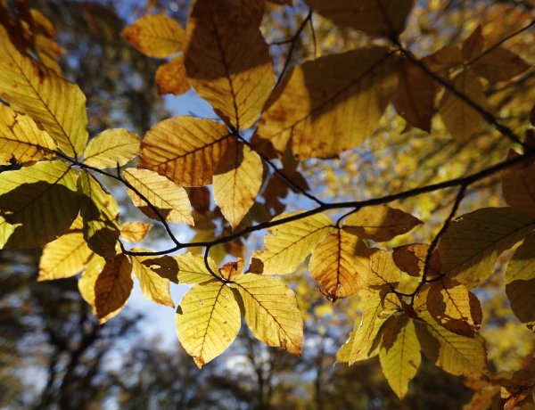 Kevés napsütéssel kezdődik a hét, de kedden jön a fordulat