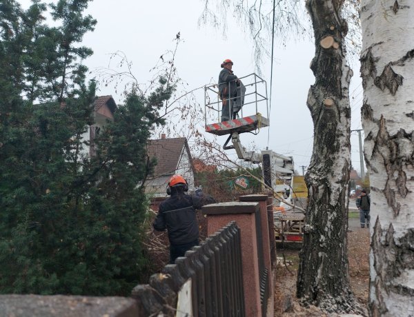 Elektromos vezetékekre hajló faágakat vágtak le, majd aprítékoltak Oroson