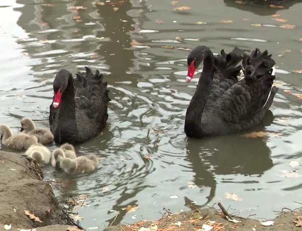 Fekete hattyúk keltek ki a Nyíregyházi Állatparkban