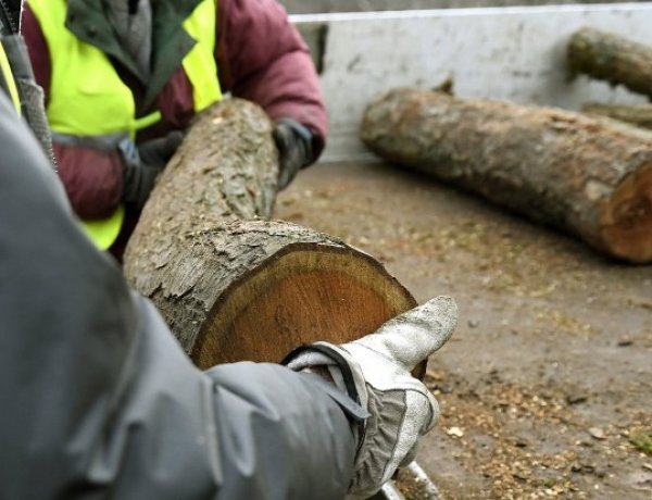 Indul a szociális tűzifaprogram
