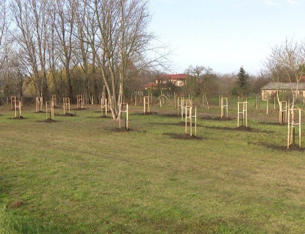 Fásítás – Újabb 30 előnevelt sorfa került Nyírszőlősbe