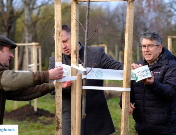 Fásítás – Újabb 30 előnevelt sorfa került Nyírszőlősbe