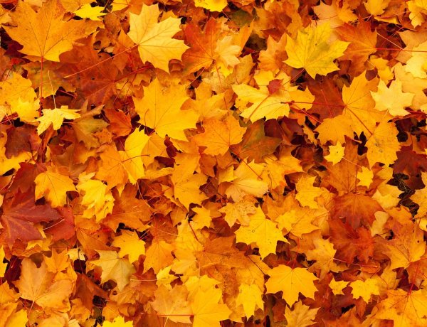 Mutatjuk, milyen idővel búcsúzik az ősz