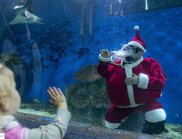 A nagy Mikulás kaland – Karácsonyi hangulat és a Mikulás fogadta a vendégeket az állatparkban