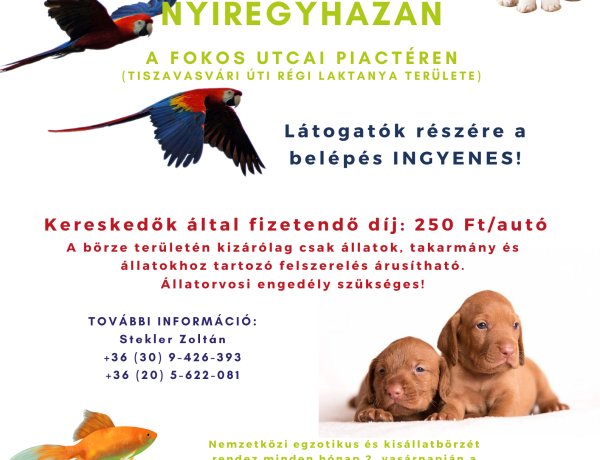 Kisállatbörze december 11-én a Fokos utcai piactéren